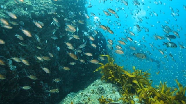 School of Fish Swimming by Seaweed