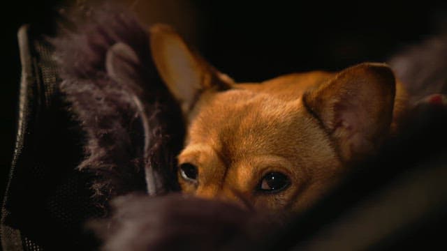 Dog Dozing Off in Soft Surroundings