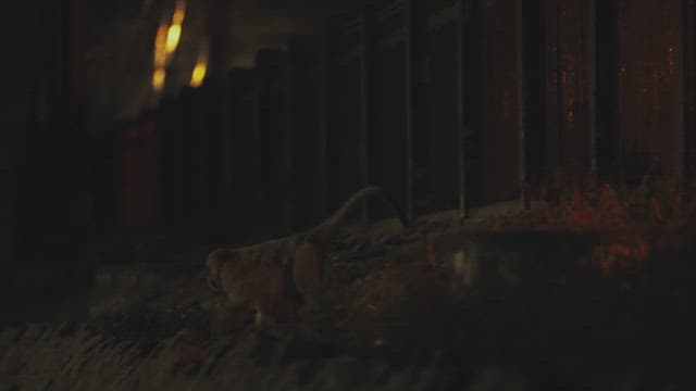 Monkey Walking on Railing at Night