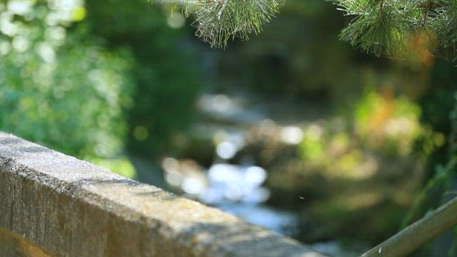 Small stream flowing through a lush green area