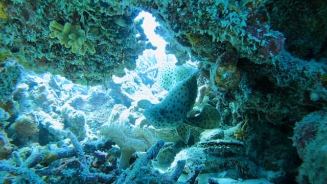 Spotted Fish Gliding Through Coral Reef