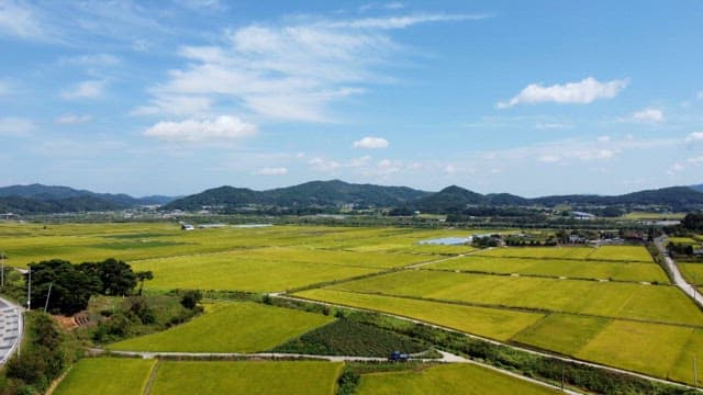 Sunny field with green farmland