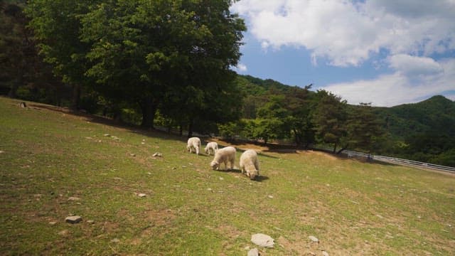 Sheep Grazing Leisurely in a Field with Trees