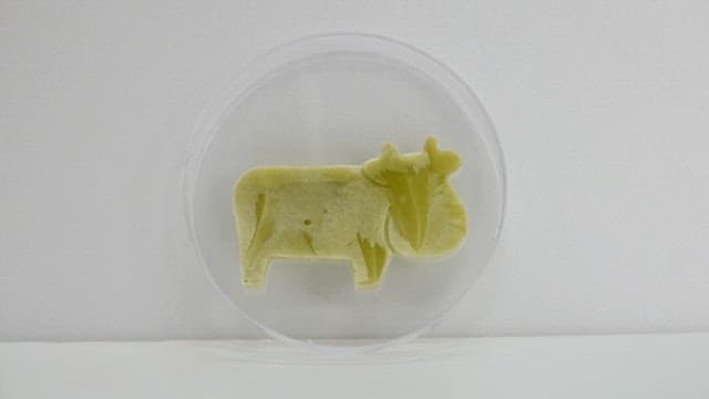 Observation of green cow-shaped object in petri dish