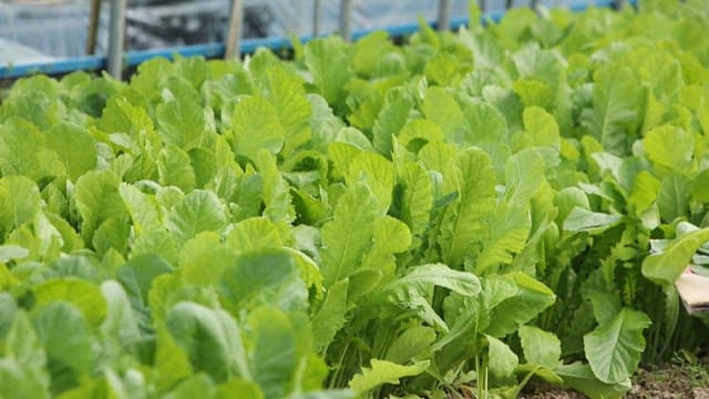 Fresh green leaves in a young radish garden