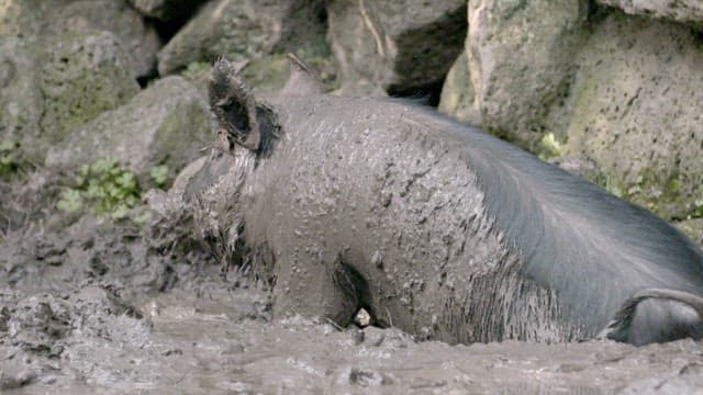 Black pig wallowing in muddy water