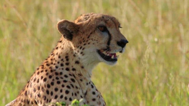 Cheetah Relaxing and Surveying the Savannah