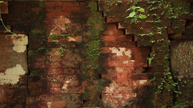 Old brick wall with moss and plants