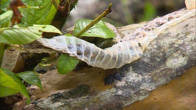 Close-up of Shedded Snake Skin in Forest