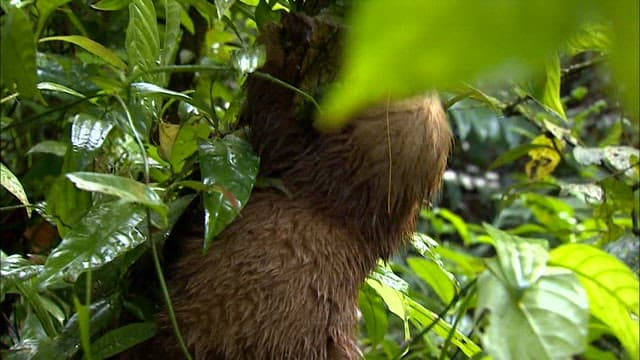 Sloth Moving Slowly Through the Rainforest
