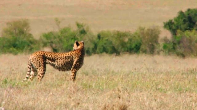 Cheetah Scanning the Savannah