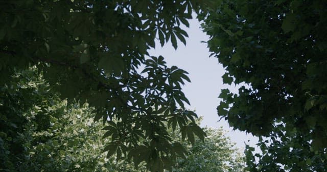 Canopy View Underneath Lush Green Trees