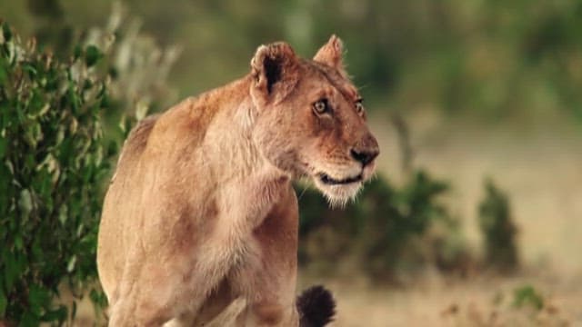 Lions Protecting Their Natural Habitat