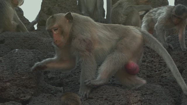 Monkeys Resting on Rocks in the Daylight