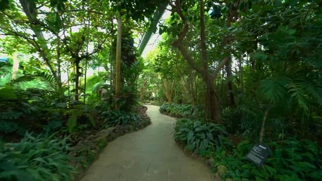 Walk Through a Lush Greenhouse Pathway