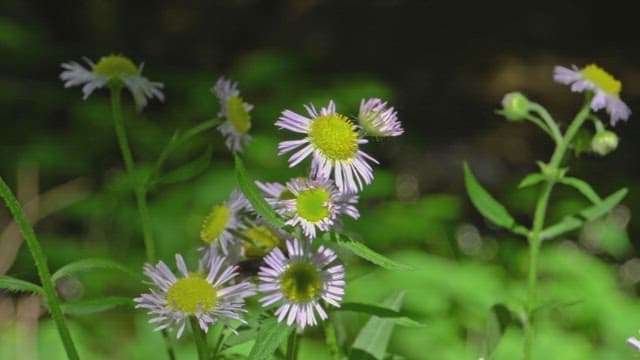 Wildflowers blooming in a green forest