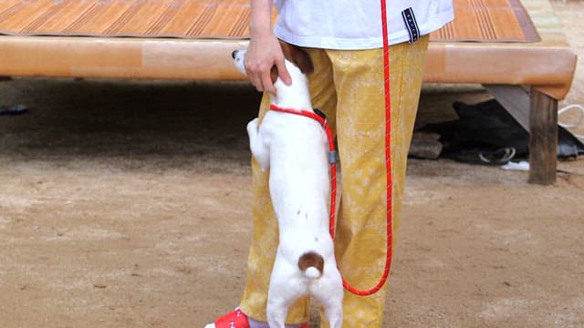 Person playing with a small dog outdoors