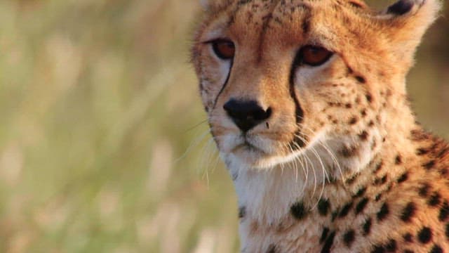 Close-Up of a Cheetah in the Wild