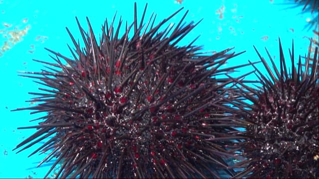 Sea Urchins on a Vibrant Blue Surface
