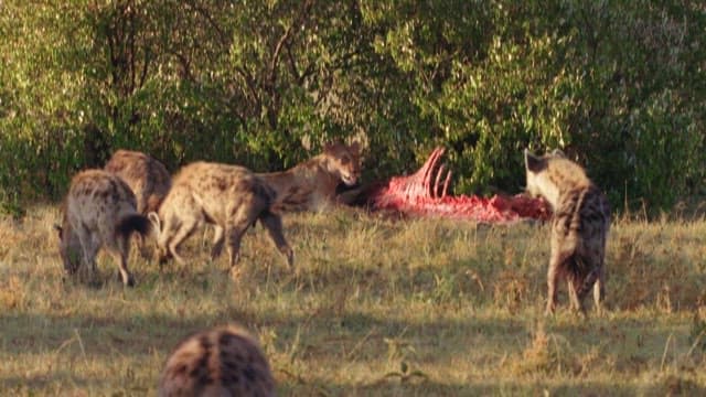 Lions and Hyenas Confronting Each Other over Prey