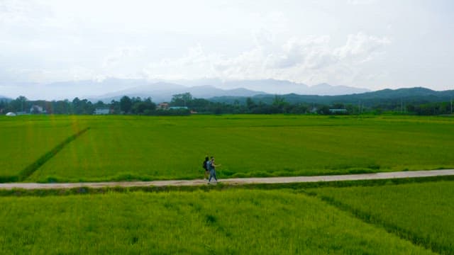 People Walking Through Green and Tranquil Rice Fields