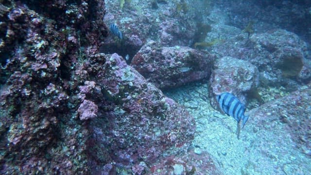Striped fish swimming among coral reefs