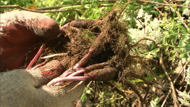 Harvesting Root Vegetables by Hand