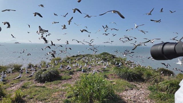 Seagulls flying in and landing on the beach lawn