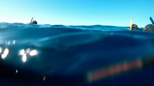 Snorkelers observing a whale underwater