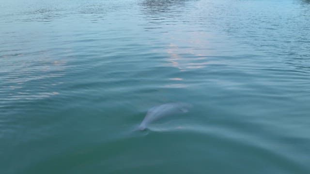 Finless porpoise swimming gracefully in the calm water