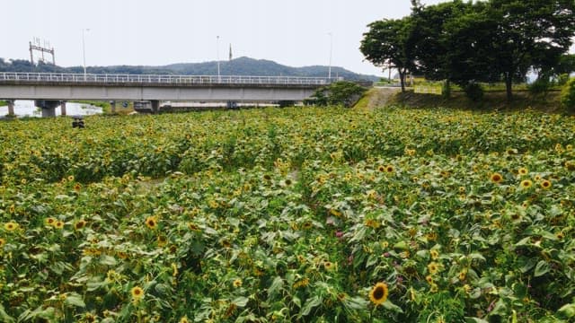 Field of sunflowers near a bridge