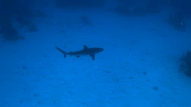 Tranquil Underwater Scene with a Swimming Shark