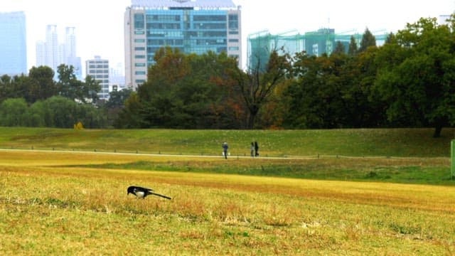 Bird in a City Park with People Walking