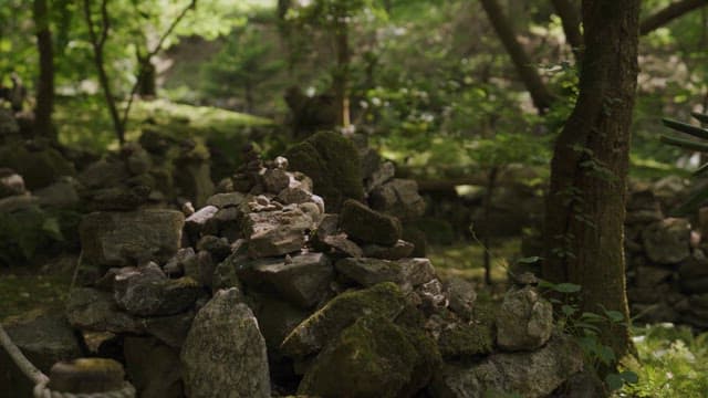 Serene forest garden with a variety of vegetation
