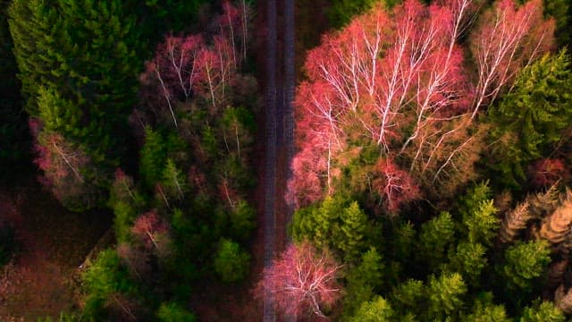 Forest trail in the densely wooded Harz National Park