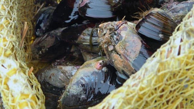 Close-up view of freshly harvested mussels in a yellow net.