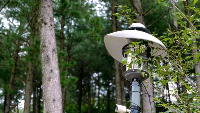 Lamp post surrounded by forest trees
