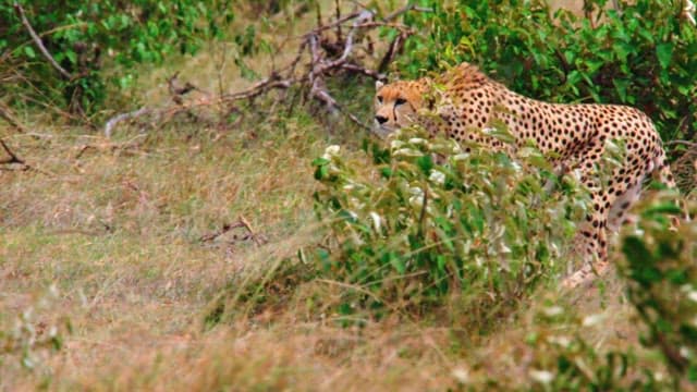 Cheetah Moving Stealthily Through Grassland