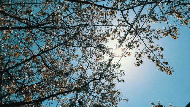 Sunlight through blooming tree branches on a clear day