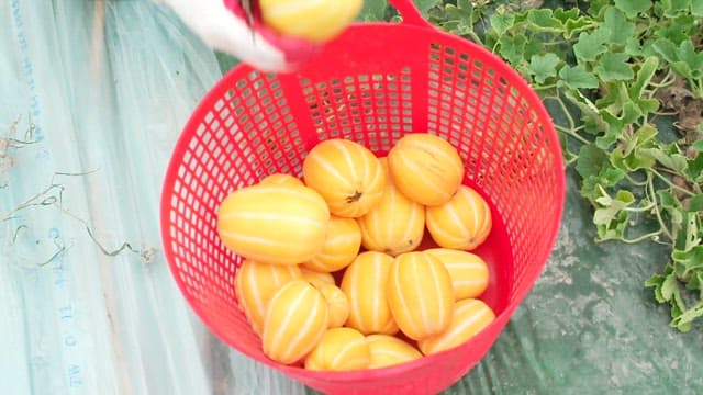 Hand Putting Harvested Korean Melons into a Red Basket