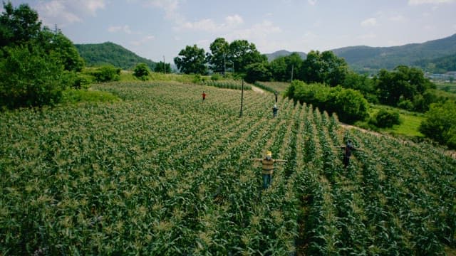 Scarecrows Protecting Rice Fields from Sparrows