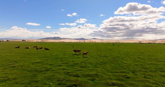 Cows grazing on a vast green pasture