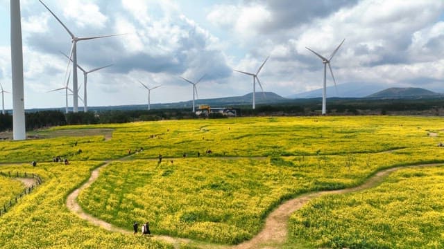 Vast field of yellow flowers with wind turbines