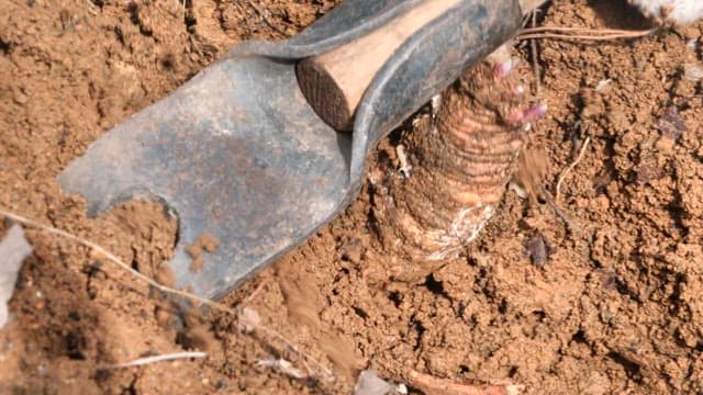 Digging and Unveiling a Root in Soil