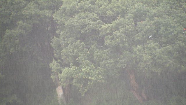 Heavy Rainfall on Lush Green Forest