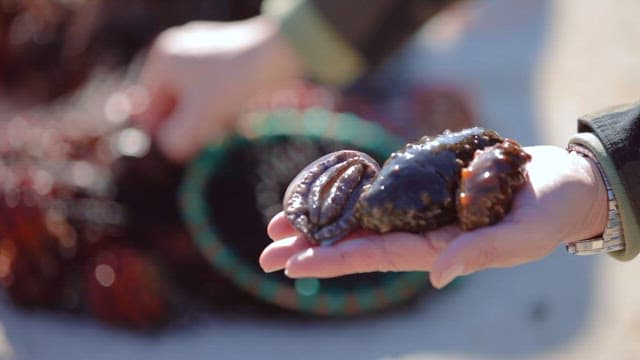 Holding Fresh Sea Cucumbers in Daylight