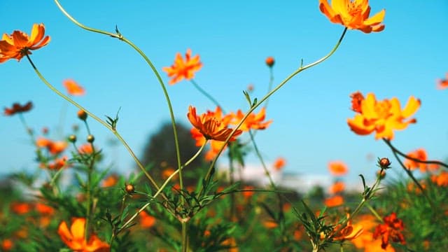 Orange flower field under a clear sky