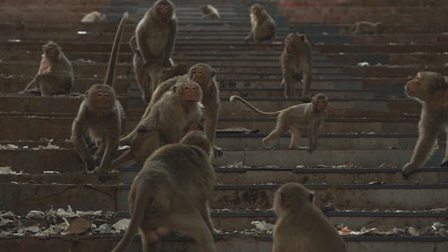 Monkeys Walking on Dirty Stairs in an Abandoned Place