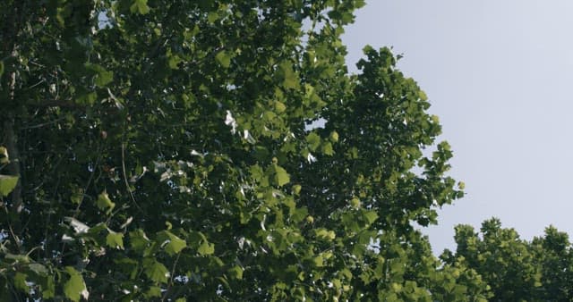 Sunlight Filtering Through Green Trees