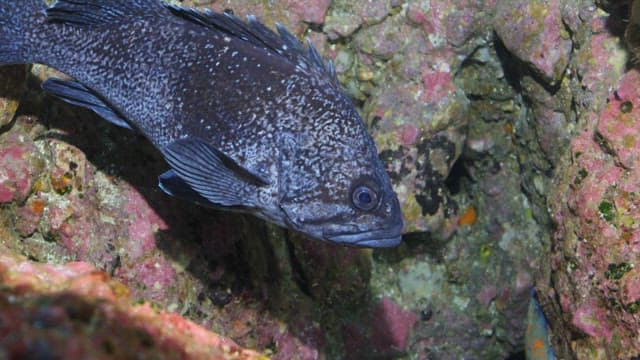 Underwater close-up of a fish among rocks